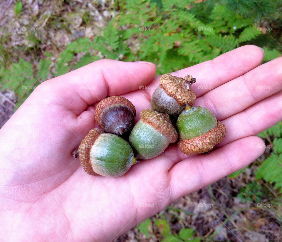 tree hand seed acorn by serenitykennedy