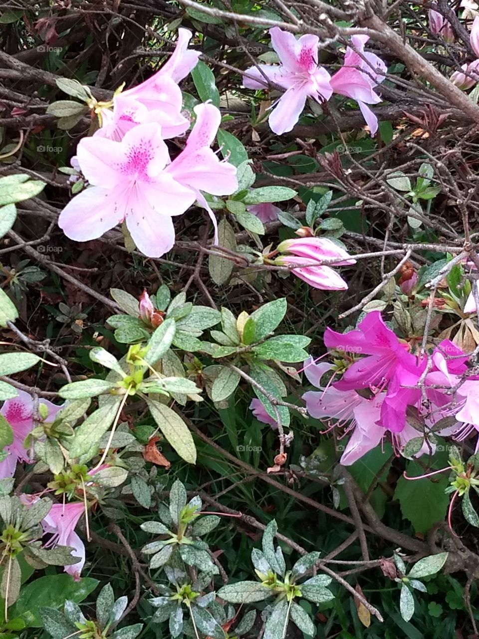 Pink Flower and plants