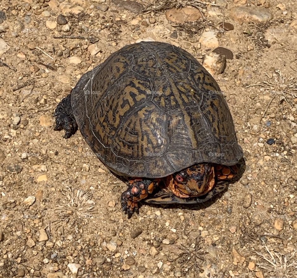 This beautiful Eastern Box turtle with fiery orange eyes and spots was seen in my yard a few weeks ago. 
