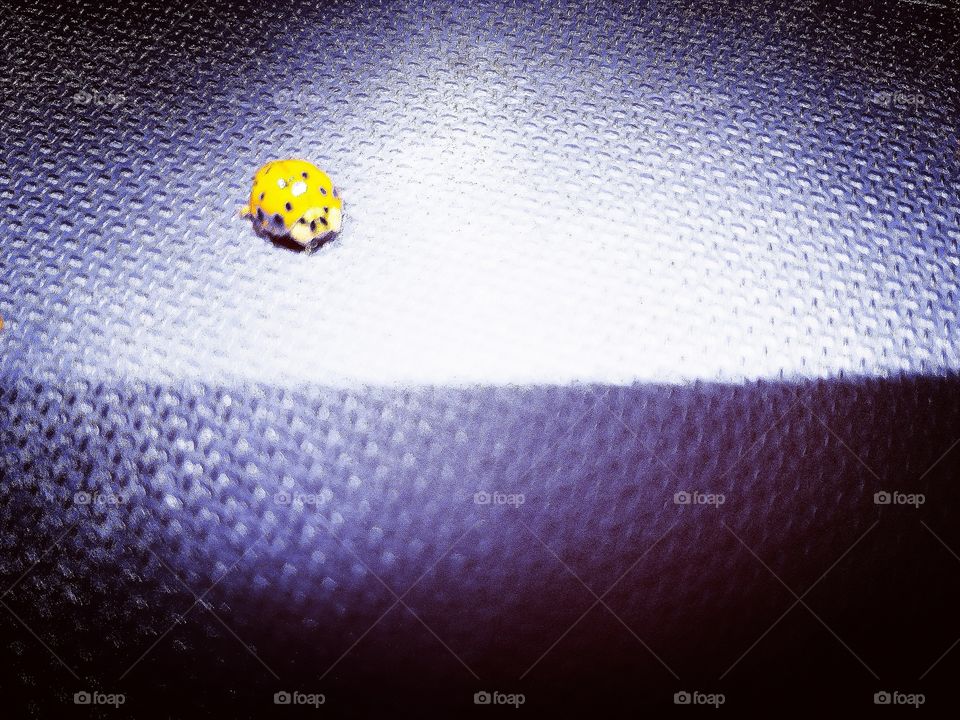 Yellow ms ladybug.
