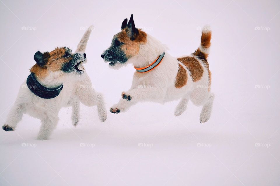Two dogs plays in the snow