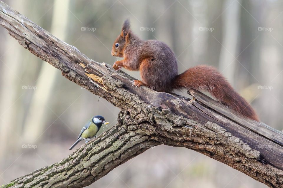 Squirrel and greattit bird sharing food in the woods