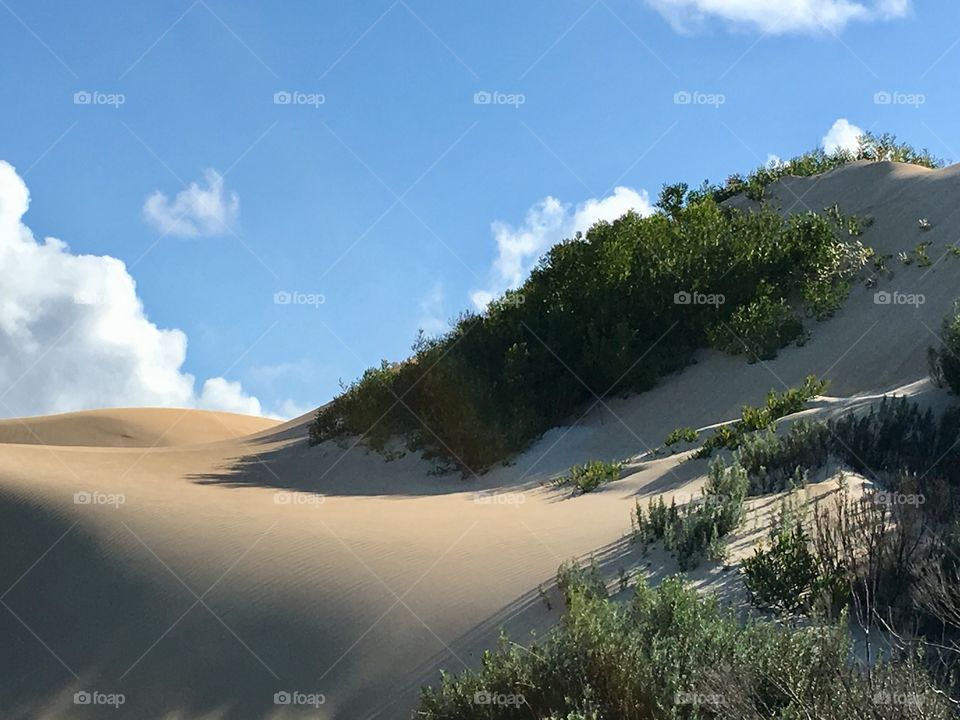 South Australian outback bush meets the ethereally beautiful sand dunes along the Southern Ocean coast, on sunny day, Lincoln National Park near Port Lincoln. Copy text space, Australia 