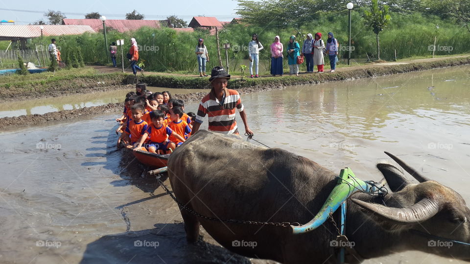 Buffalo plowing fields
