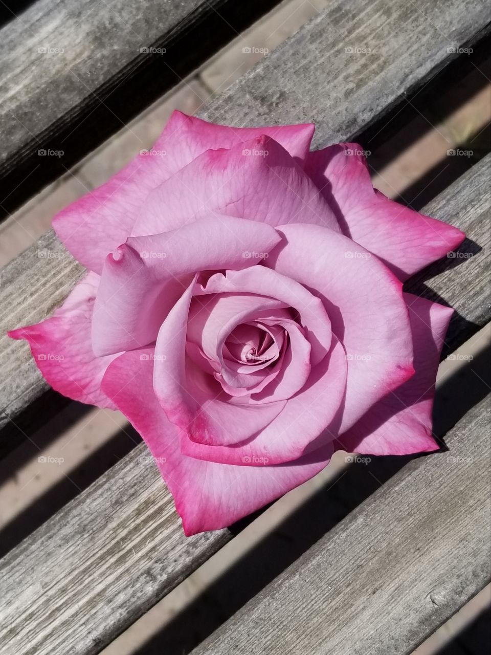 rose from backyard