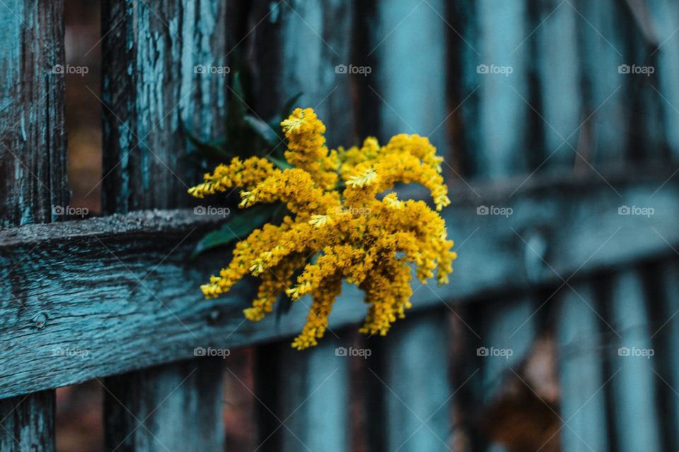 yellow flower stuck in the fence