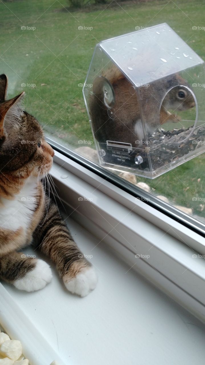 cat vs squirrel