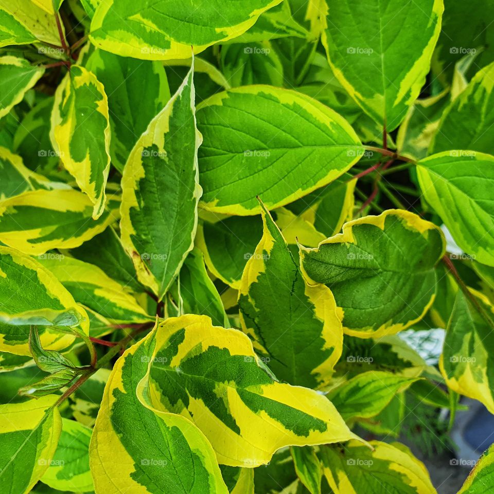 vegetable background of green-yellow leaves
