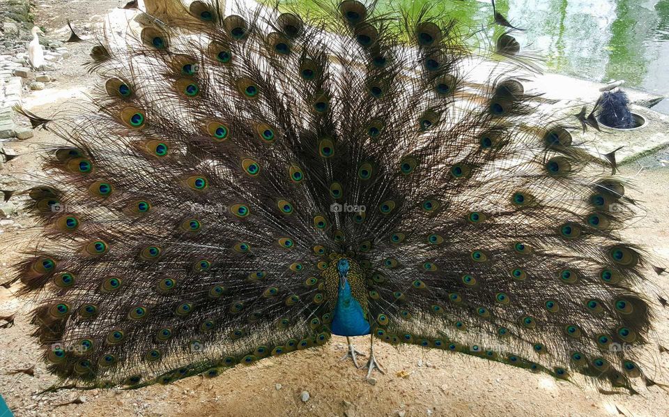 proud peacock