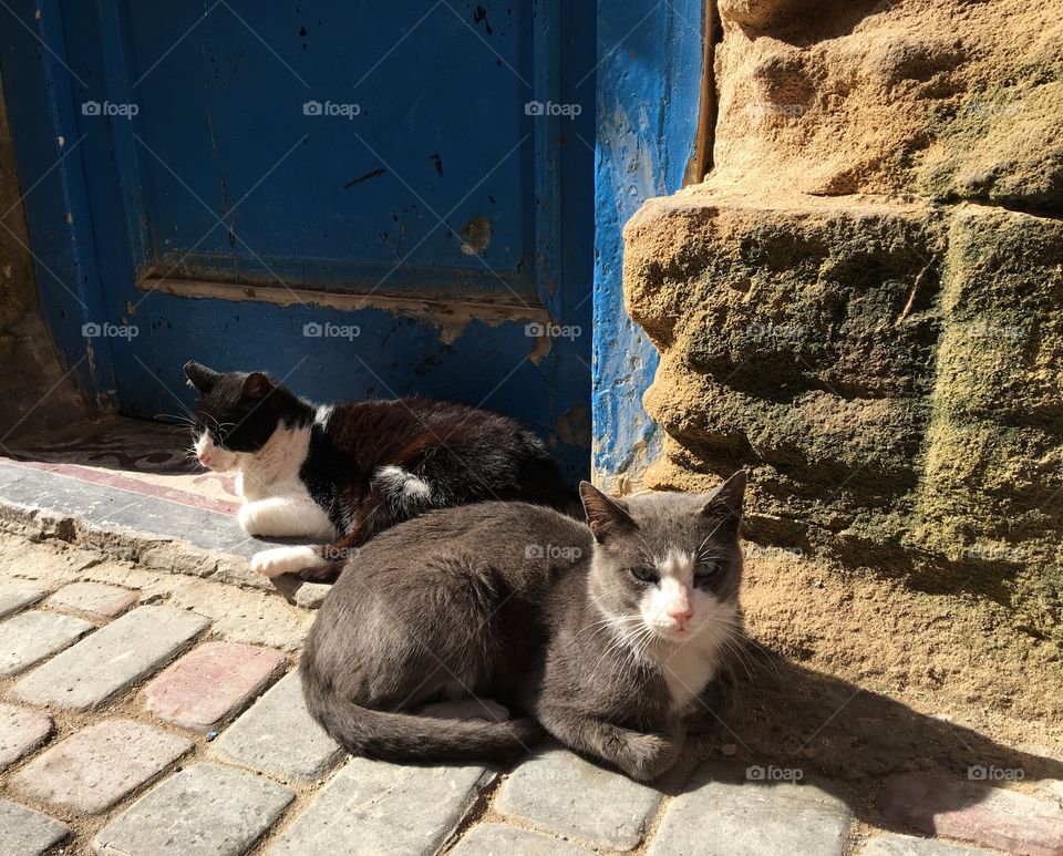 Cat, Mammal, Kitten, Pet, Cute