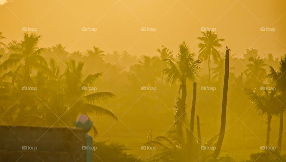 Palm forest in morning mist