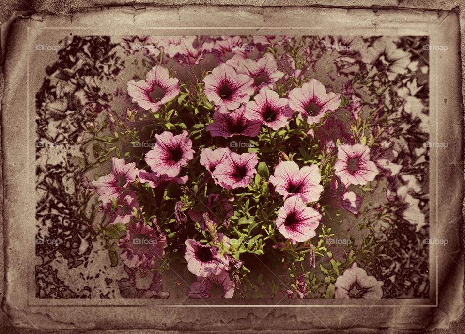 Vintage frame and effect, pink purple flowers 