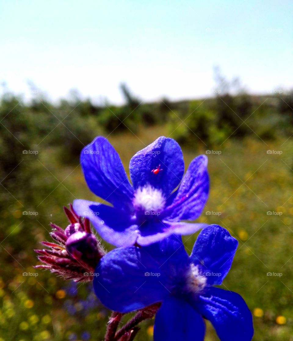 flor azul con bicho rojo