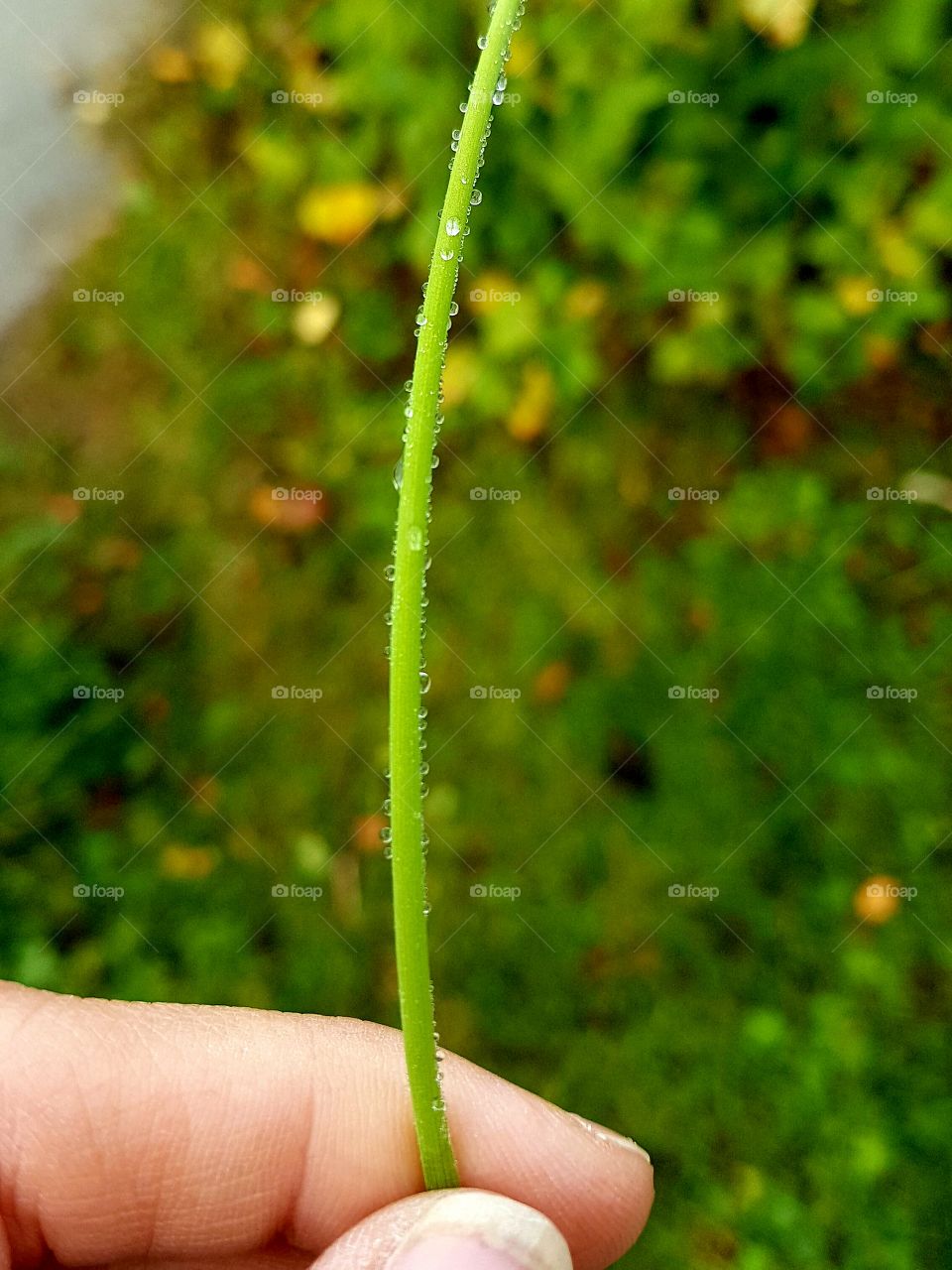 Drops from the rain