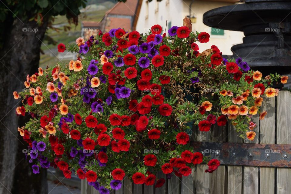 Feu d'artifice de pétunias multicolores