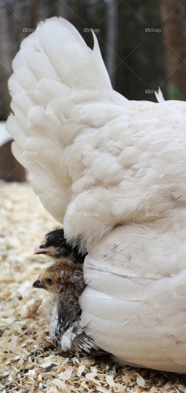 Chicks peeping out from underneath their mother hen.
