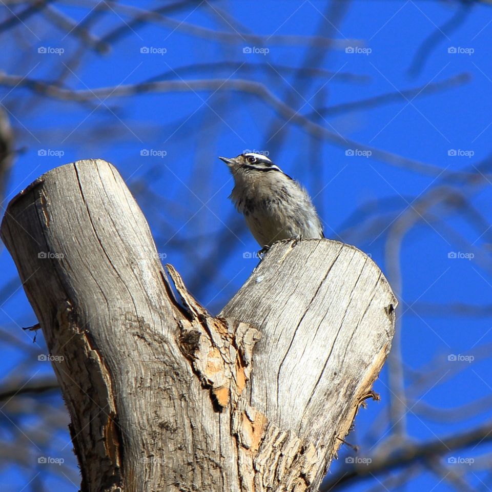 Perched 