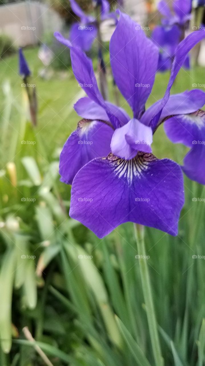 close & personal siberian iris