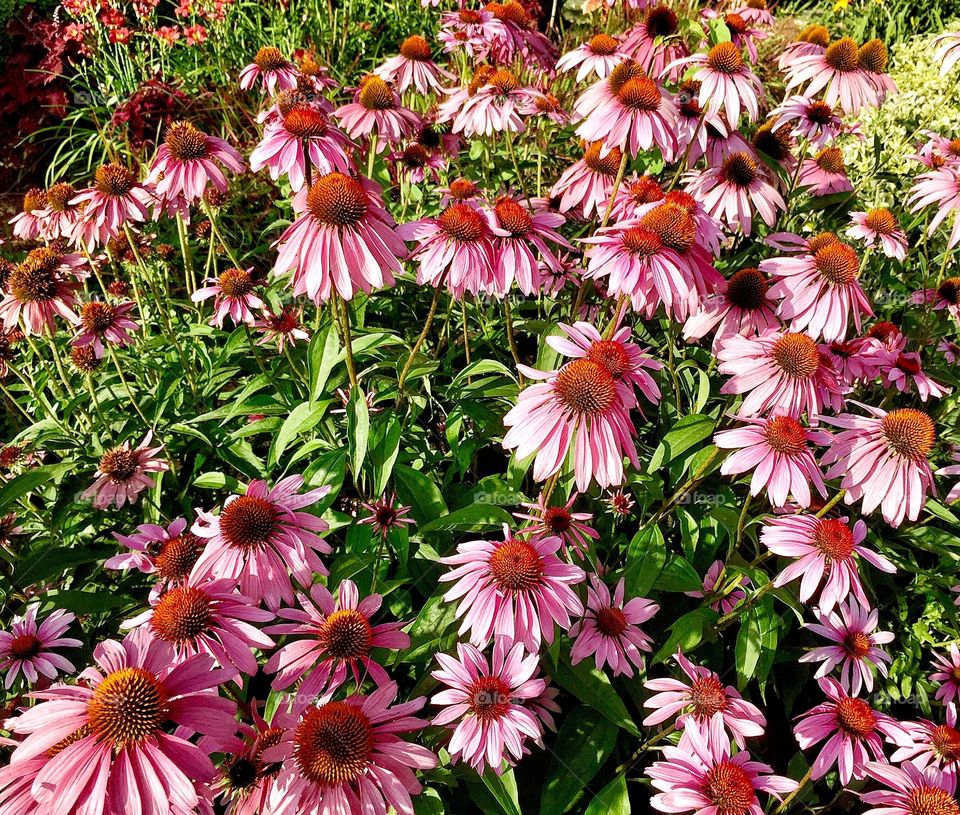 High angle view of coneflower