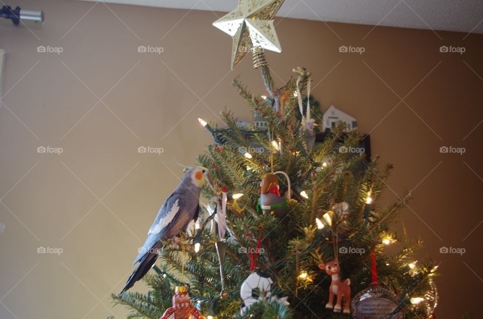 And a cockatiel in a Christmas tree