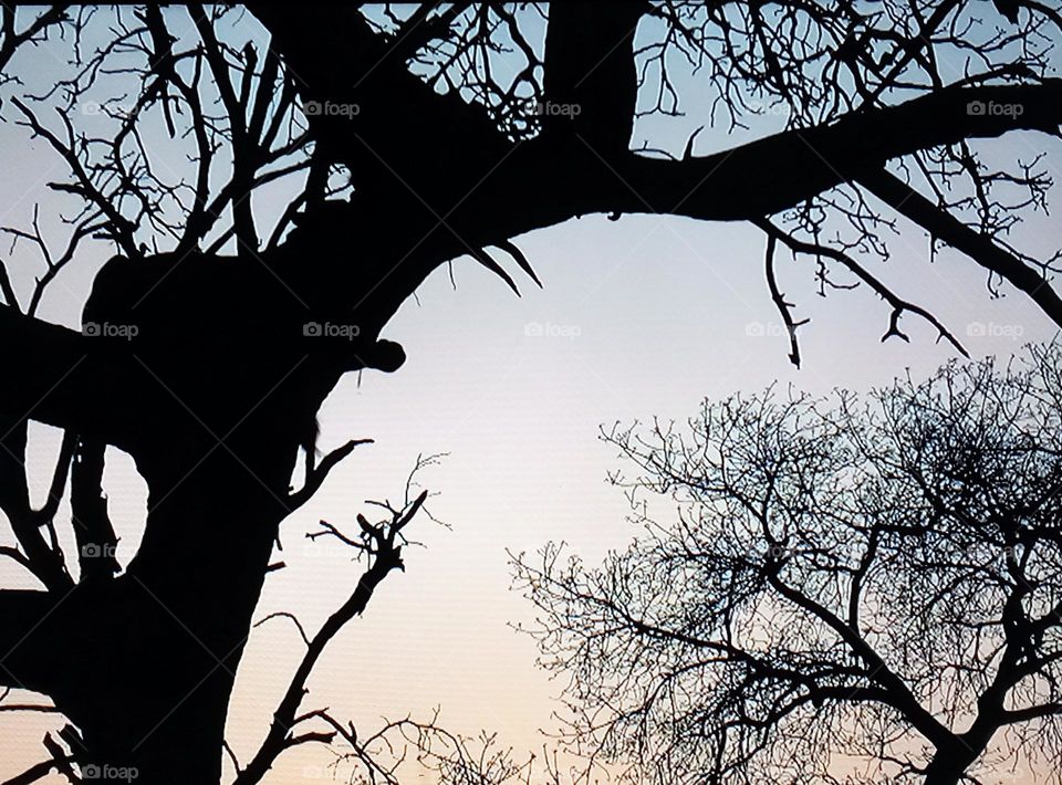 tree branch photography