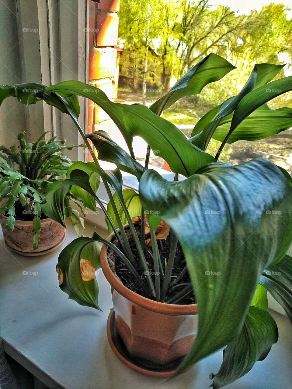 flowers in the  pot