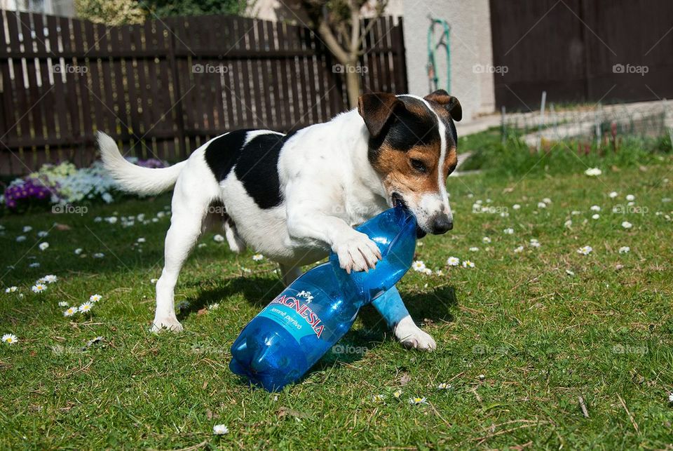 Dog is playing with plastic bottle 