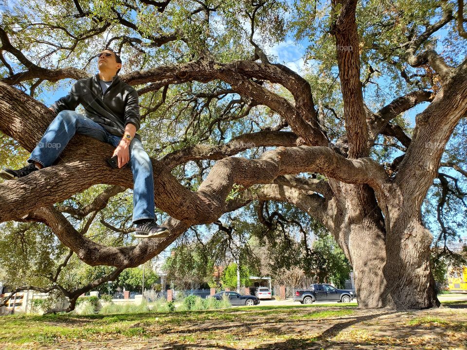 A man sitting on the horizontal long limbs of a beautiful mature broadleaf evergreen live oak tree at a city park on a bright sunny day.Live oak trees are iconic in the southern part of the United States & valued for their hardwwod & for their shade.