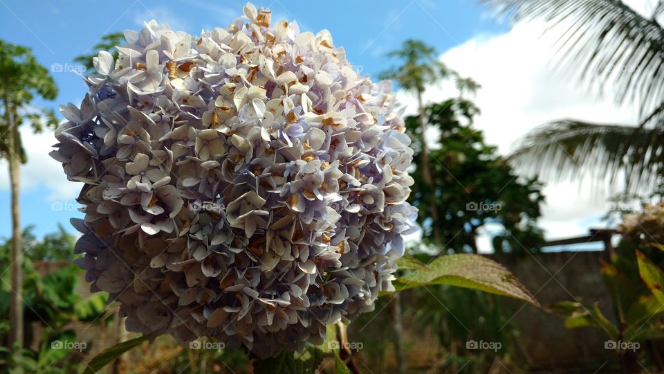 Flores com perfumes e cores que fazem um mundo melhor.
