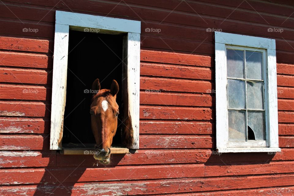 horse In red barn
