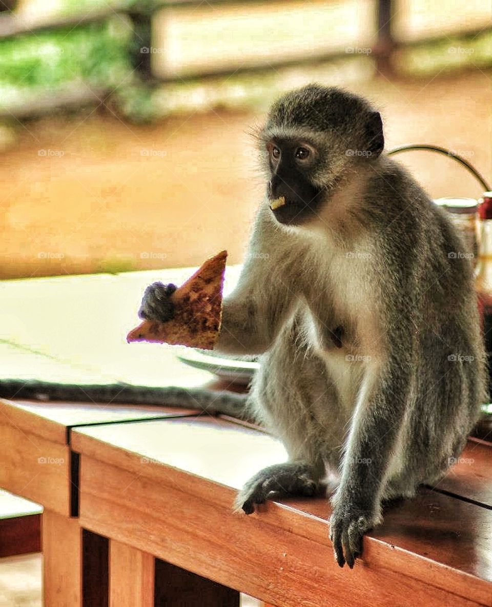 I like my grilled cheese sandwich 