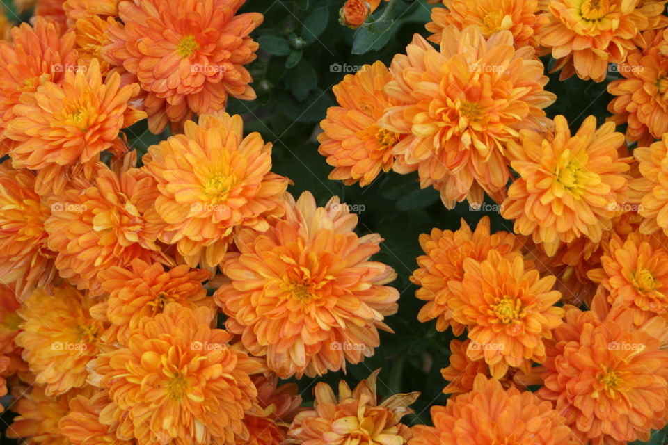 Fall Mums