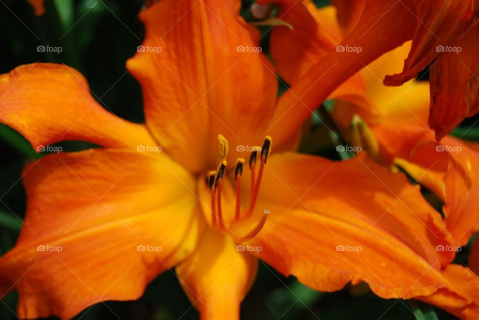 Close-up of orange day lily