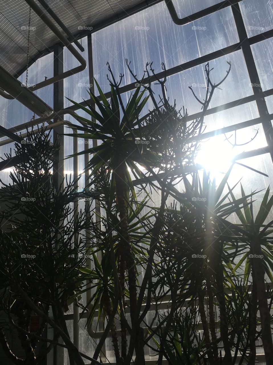 Plants growing in the green house located in Humber College.
