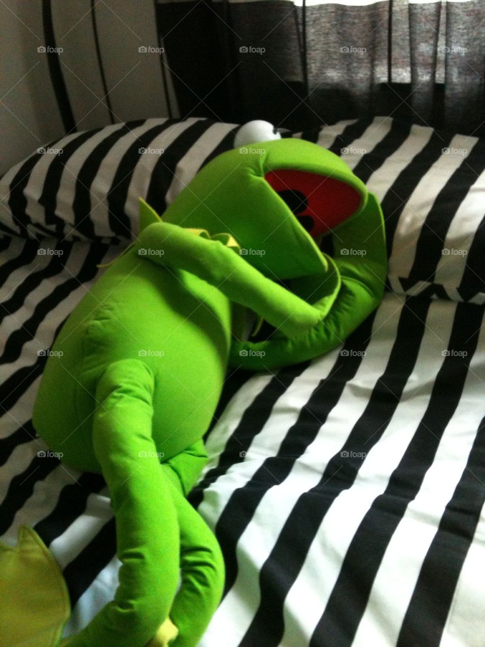 Kermit resting