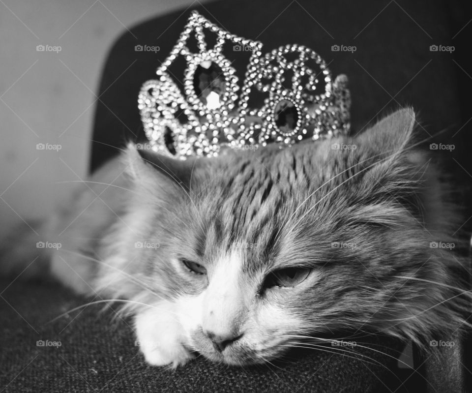 cat pet and crown king