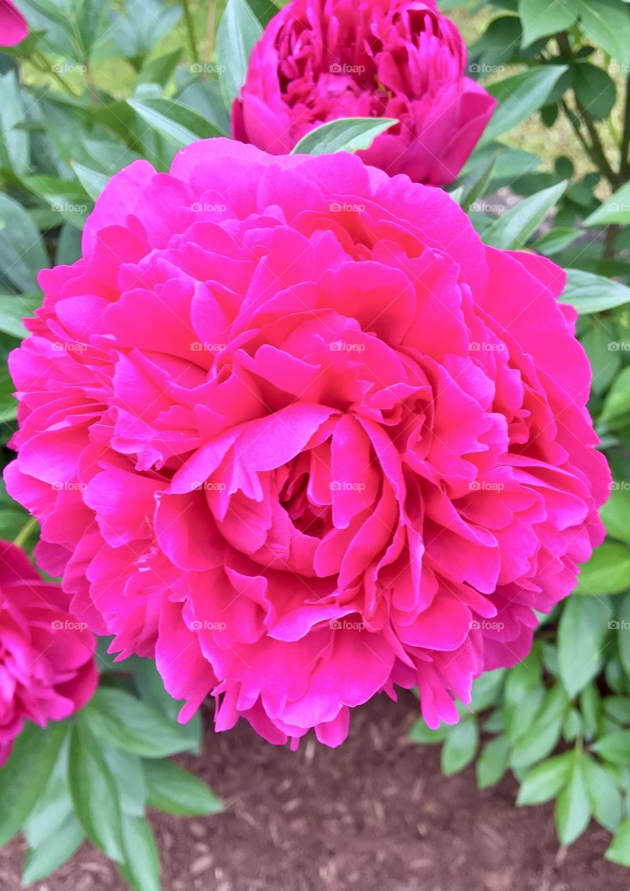 In the heart of the photo, a vivid pink peony stands out, its rich, bold color drawing all attention. The petals are soft and layered, creating a full, lush bloom that seems to glow with life. Behind it, other peonies enhance the vibrant centerpiece.