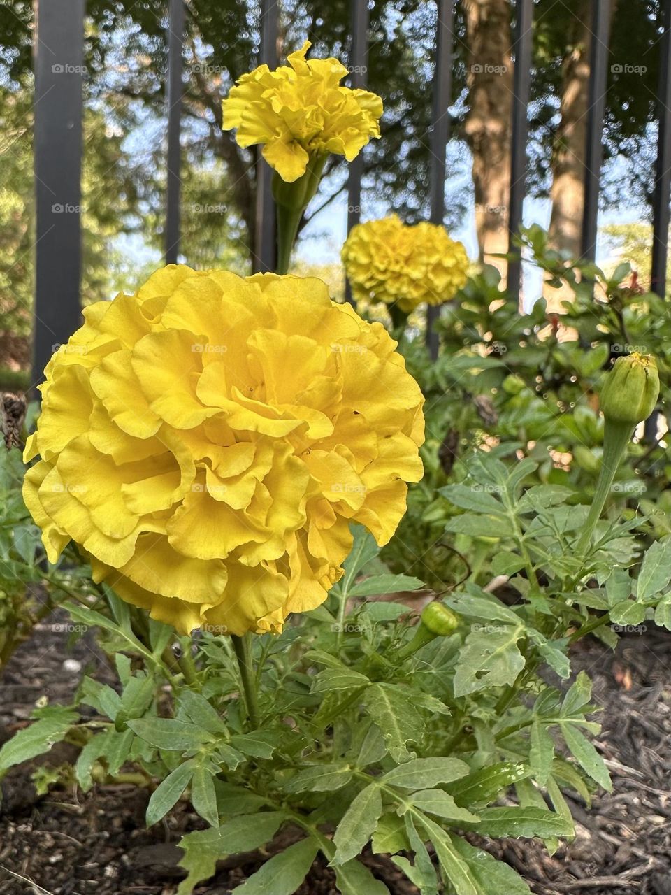 Golden yellow marigold flowers in backyard flower bed with green leaves foliage in front of iron fence suburban neighborhood landscaping summer hobby nature close up