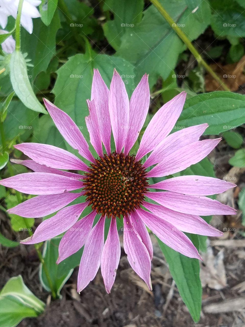 Purple daisy from above