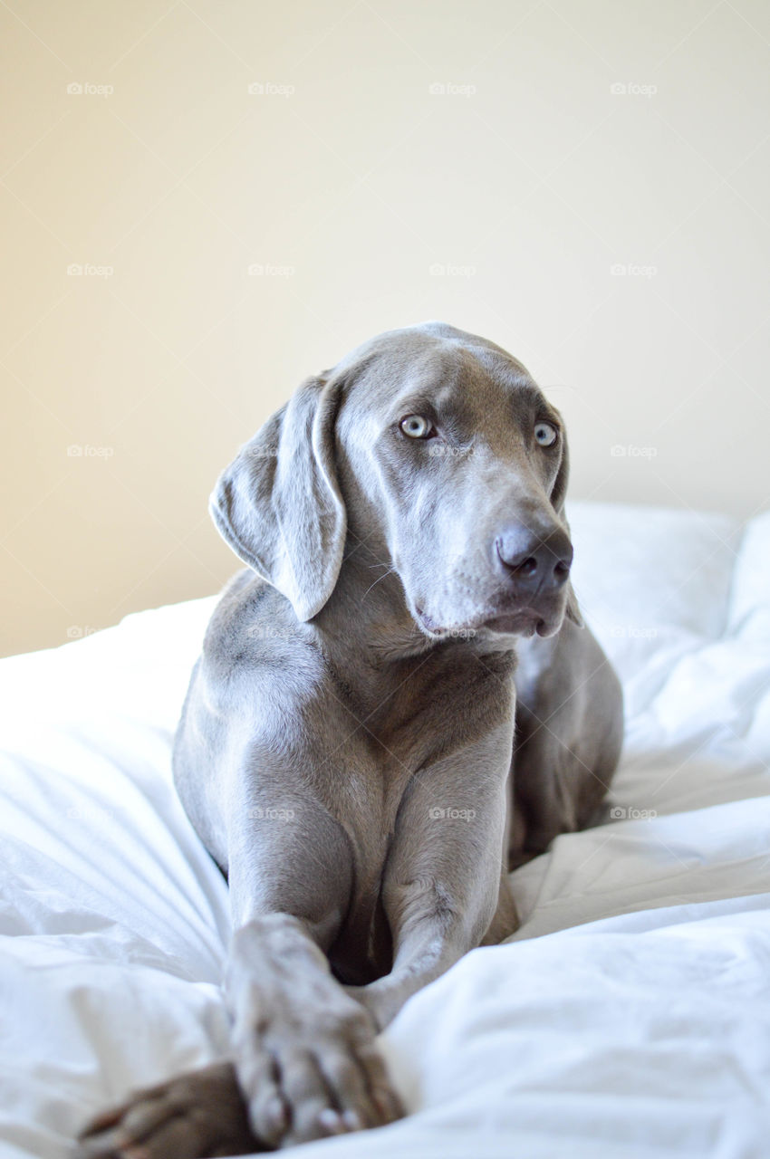 Weimaraner dog laying on a bed indoors with natural light coming in and looking at the camera