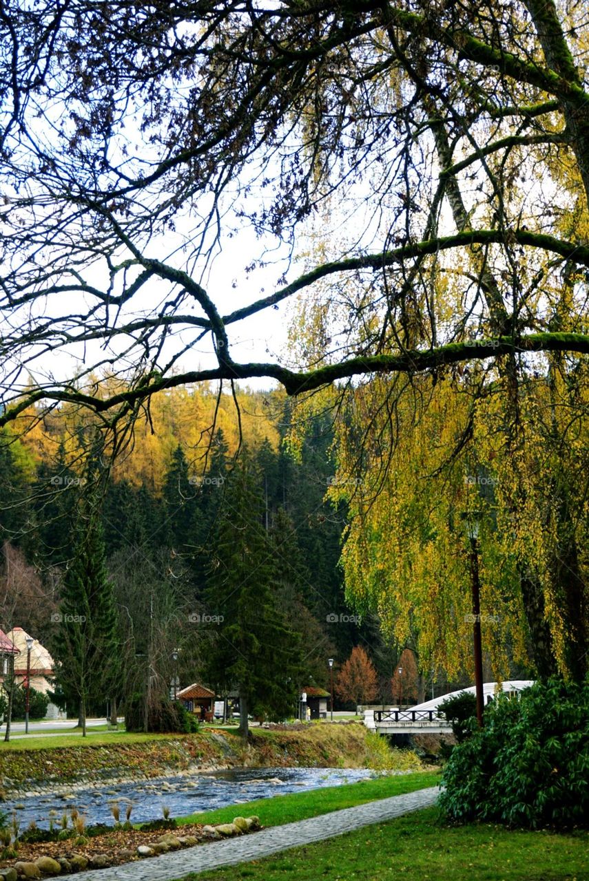 Autumn#colors#leaves