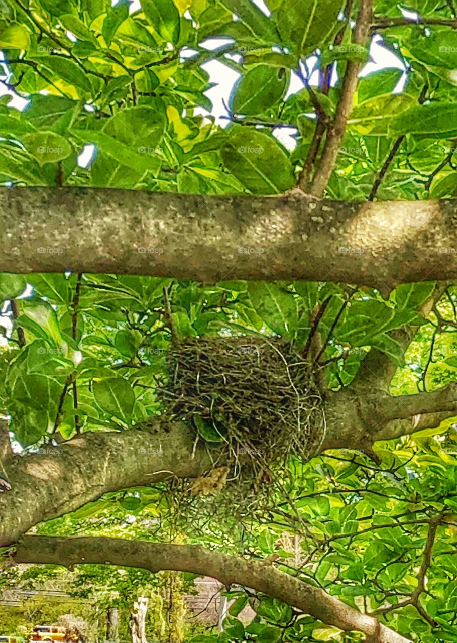 Birds nest on a tree branch 