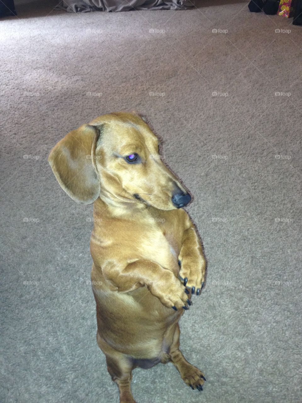 begging on hind legs 