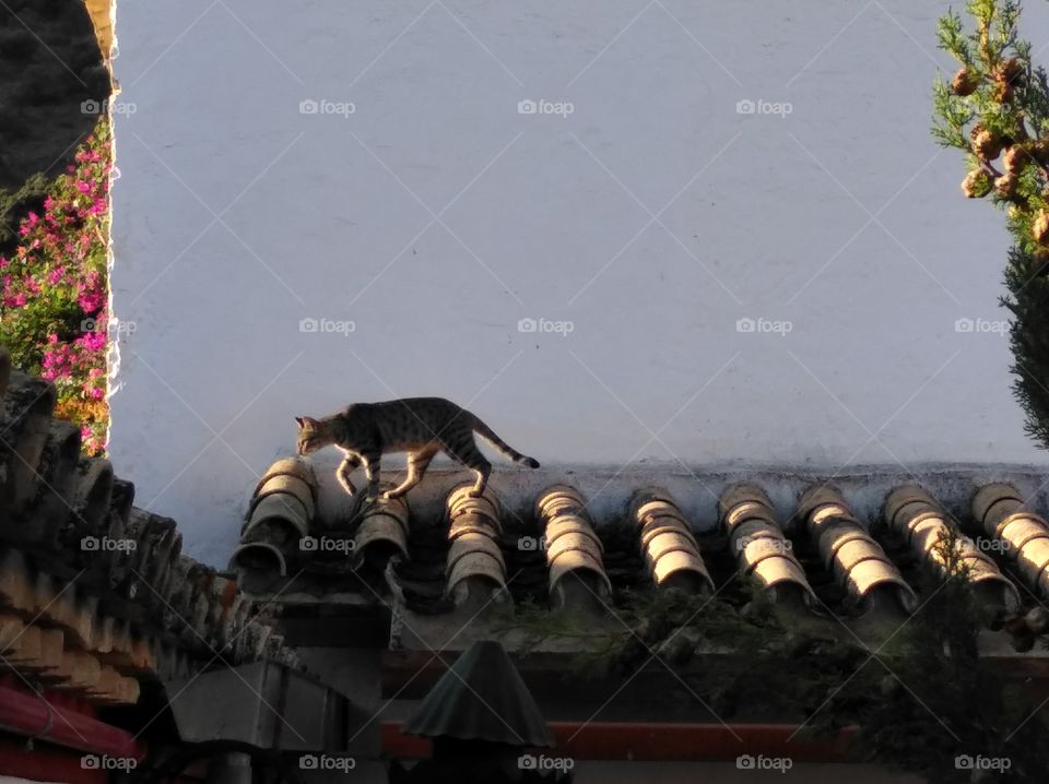cat on a roof, Katze auf Dach