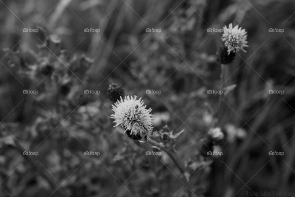 Black and white thistle 