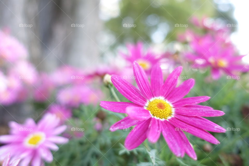 Pink daisies in the garden.