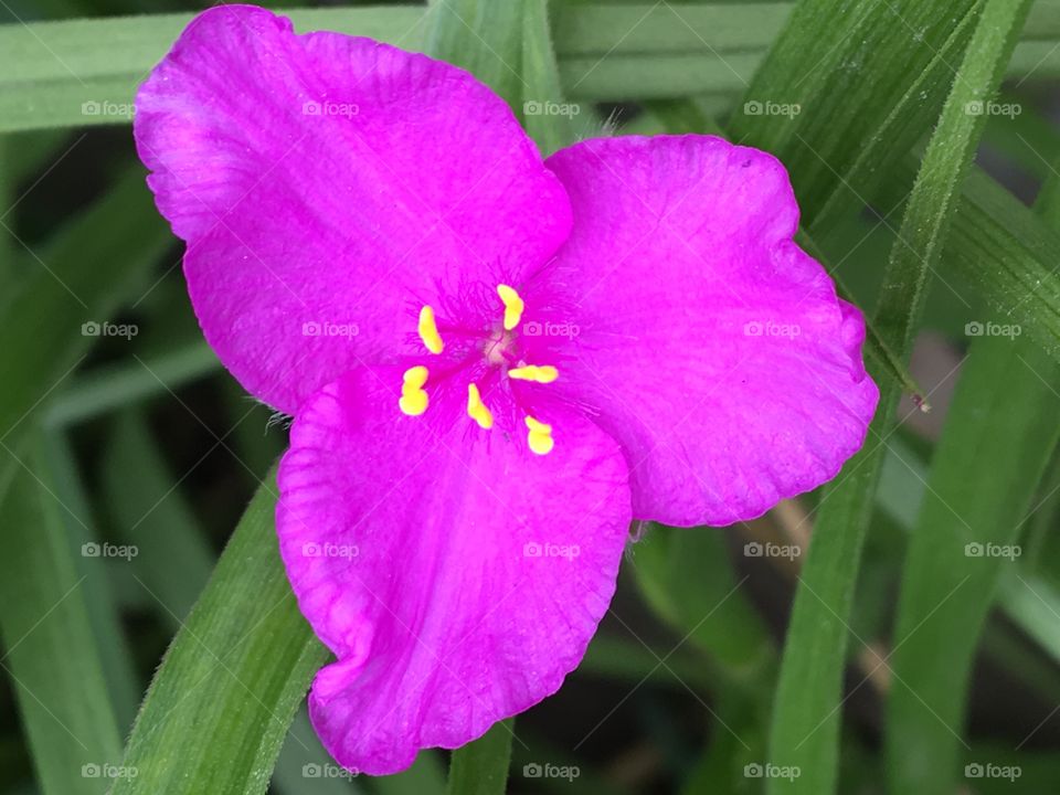 Spiderwort- pink blossom