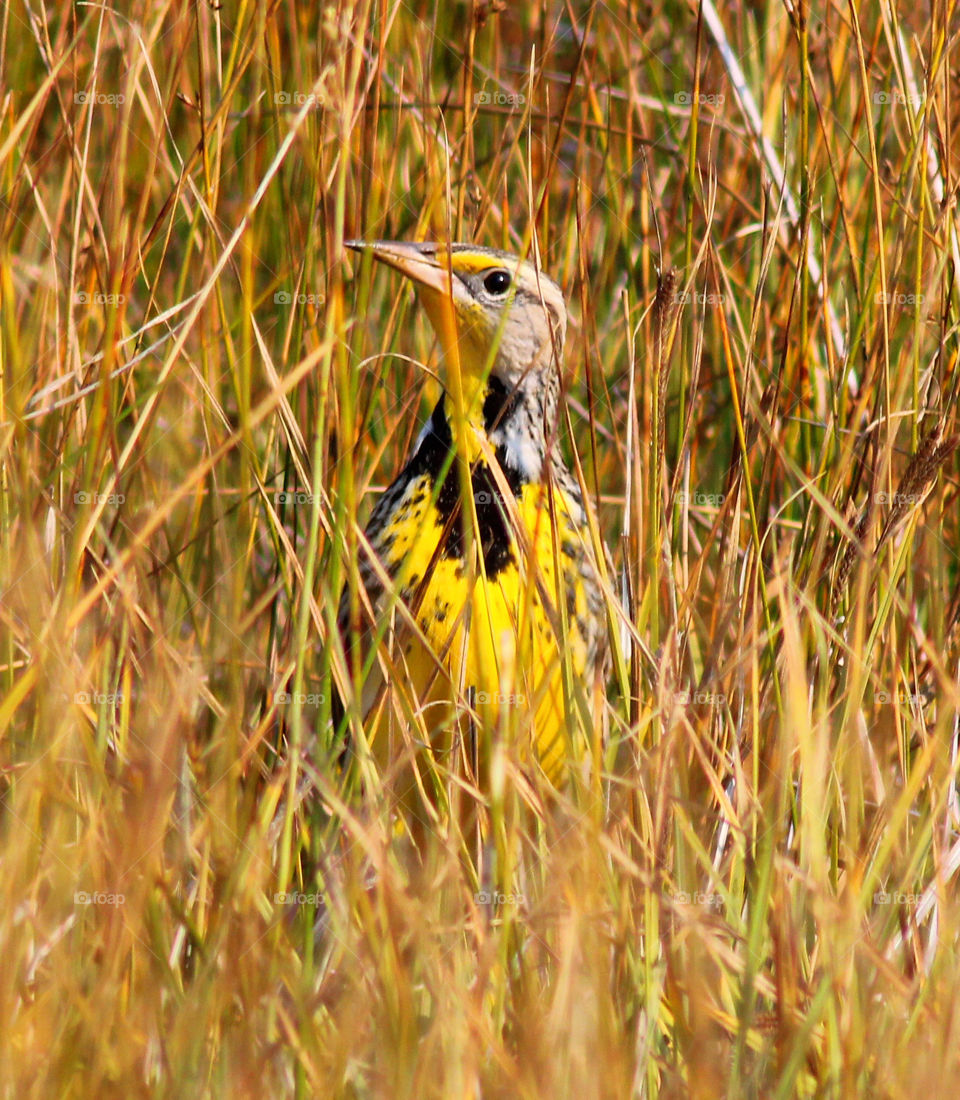 Western Meadow Lark Bird
