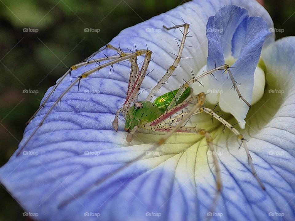 Spider guarding a blue pea