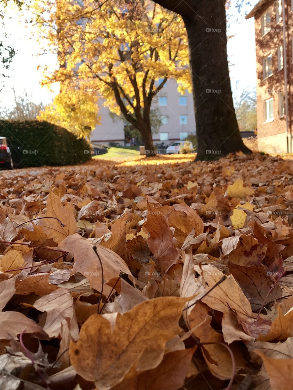 Autumn colors yellows and browns
